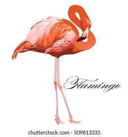 Vector Illustration of a Flamingo