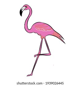 Vector illustration of flamingo bird isolated on white background