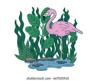 Vector illustration flamingo. Bird standing in water.