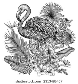 Vector illustration of a Flamingo bird in a tropical garden in an engraving style. Palm and banana leaves, liviston, plumeria, monstera, strelitzia, hibiscus