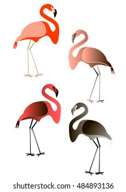 Vector illustration of a flamingo EPS10