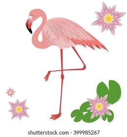 Vector Illustration of a Flamingo. Flamingo isolated on white background. Vector illustration pink flamingo. Exotic bird.