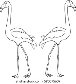 Vector illustration of Flamingos - mirror effect. Linear graphic,  hand drawing, black and white color. good for printing.