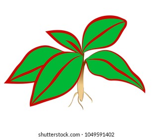 Vector illustration, flat bright green with red stripes Aglaonema decorative houseplant isolated on white background