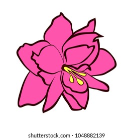 Vector illustration, flat bright hot pink Amaryllis flower isolated on white background