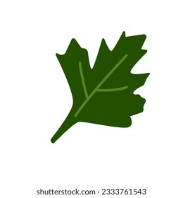 Vector illustration Flat cartoon hand drawn parsley isolated on white background