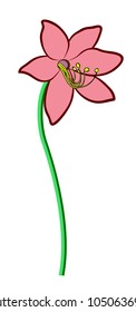 Vector illustration, flat cartoon light pink lily flower on greem stem isolated on white background