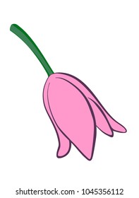 Vector illustration, flat cartoon pink tulip flower isolated on white background