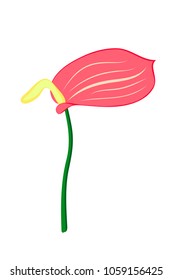 Vector illustration, flat cartoon pink Anthurium flower on green stem isolated on white background