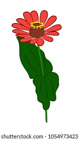 Vector illustration, flat cartoon red zinnia flower on greem stem with leaves isolated on white background