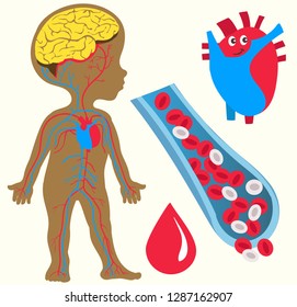 Vector illustration Flat cartoon style. Silhouette of a boy with an image of the brain, heart and circulatory system. Vienna in the cut and blood in it. Erythrocytes and leukocytes.