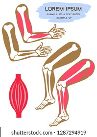 Vector illustration. Flat cartoon style. Upper and lower limbs of man. Skeleton and leg and arm muscles. Textbook for children.