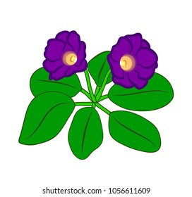 Vector illustration, flat cartoon tropical plant gloxinia with purple flowers and green leaves isolated on white background