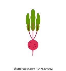 Vector illustration of flat colorful beet. Vector vegetable.