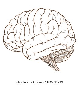 Vector Illustration ,Flat coloured Brainstem of Human brain anatomy side view on white background
