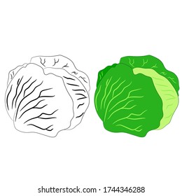 Vector illustration flat design. Cabbage in black and white and colored.