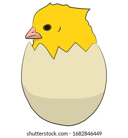 Vector illustration of a flat design. A chicken looks out of an egg.