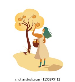 Vector illustration, flat design, of a woman collecting apples from tree into basket. Autumn, fall harvest