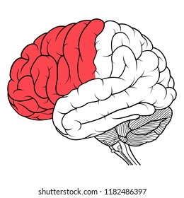 Vector Illustration ,Flat Frontal lobe of human brain anatomy side view flat of human brain anatomy Side view on white background