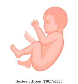 ilustración vectorial. Embarazo con icono plano 20-3 semanas