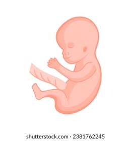 vector illustration. Flat icon pregnancy 10 week