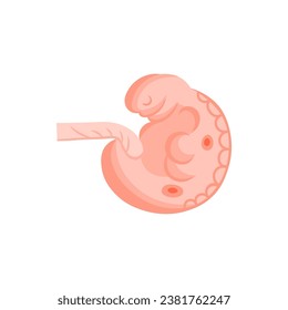  vector illustration. Flat icon pregnancy 6 week