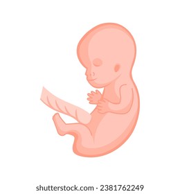 vector illustration. Flat icon pregnancy 9 week
