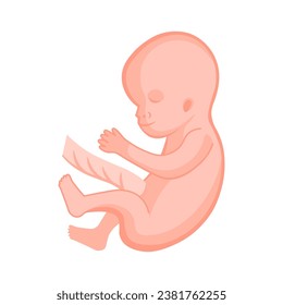 vector illustration. Flat icon pregnancy 13 week