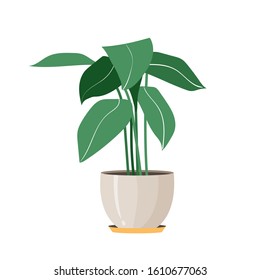 Vector illustration of flat Indoor green plant in a pot. Potted plant for interior, office design on white background. 