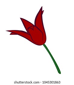 Vector illustration, flat red tulip flower isolated on white background