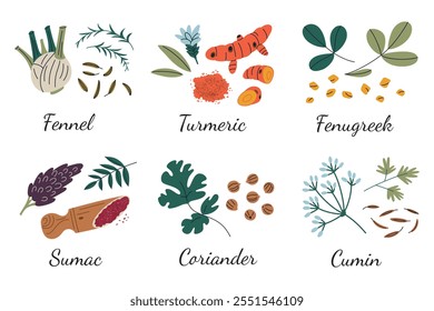 Vector illustration of flat spices, collection of seeds of fennel, turmeric ground, fenugreek, sumac, coriander, and cumin. Aesthetic doodle set for posters, seasoning packaging or kitchen themes