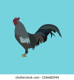 Vector illustration in flat style cock