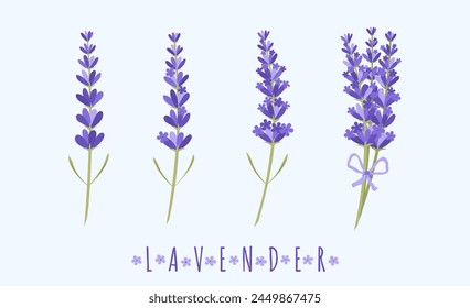 Vector illustration in flat style of different sprigs of lavender