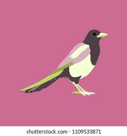 Vector illustration in flat style of magpie