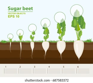Vector illustration in flat style. Phases and stage of growth, development and productivity of sugar beet in the garden. How grows beets step by step. Distance between plants. Infographic concept