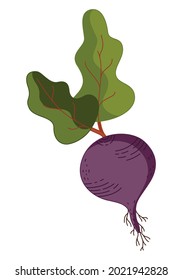 Vector illustration in a flat style of a purple beetroot isolated on a white background. Vector illustration