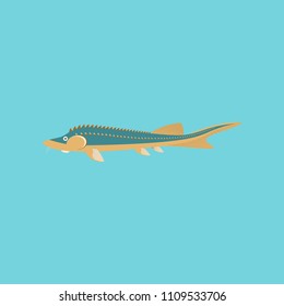 Vector illustration in flat style sturgeon