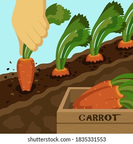 Ilustración vectorial en un estilo plano. Una ilustración vívida de un huerto con zanahorias, se saca una zanahoria del jardín y al lado hay una caja de zanahorias.