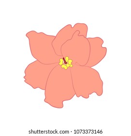Vector illustration, flat terry pink Saintpaulia flower isolated on white background