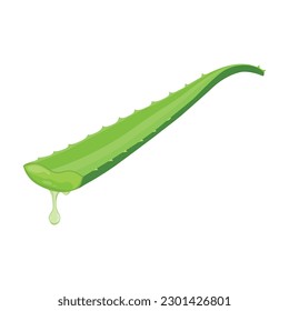 Vector illustration flatlay (top view) of Aloe vera cutting leaves with sliced and gel drops isolated on white background. Aloe vera plant herb nature