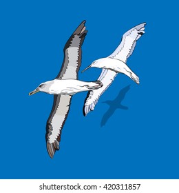 vector illustration of a flock of birds
