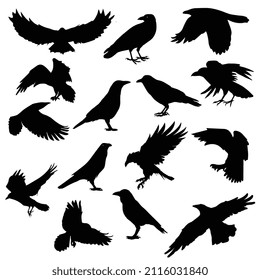 Vector illustration of flock of raven crow birds 