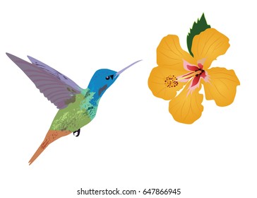vector illustration of floral background with tropical flowers, hummingbirds.