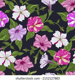 Vector illustration of a floral pattern. Petunia flowers on a dark background.