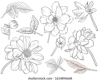 Vector illustration - Floral set (flower, leaves and branches). Hand made design elements in sketch style. Perfect for invitations, greeting cards, tattoos, prints.