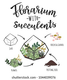Vector illustration of a florarium with succulents. Infographic poster design with succulent flower plants