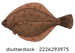 Vector illustration of flounder. Flatfish isolated on a white background.