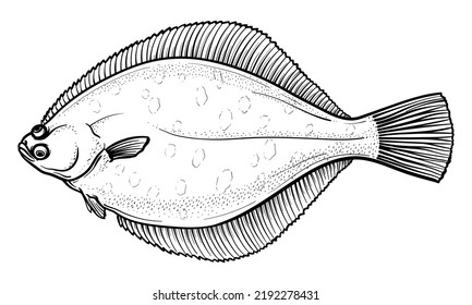 Vector illustration of flounder. Flatfish isolated on a white background.