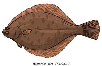 Vector illustration of flounder. Flatfish isolated on a white background.