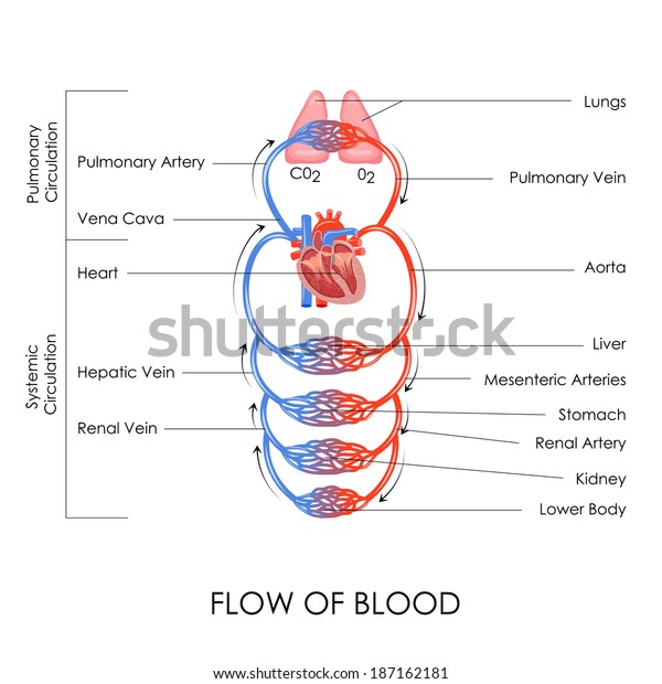 vector illustration of flow of blood in\
circulatory system